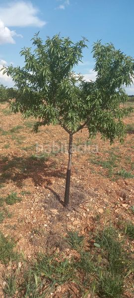 Foto d406b4a0-1f5f-45c8-a526-d2241c15c135. Finca rústica a Valdepeñas