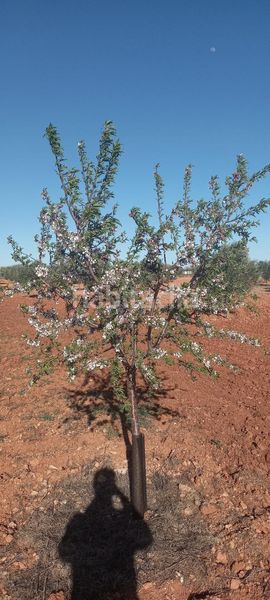 Foto d6f9b9bf-00e0-49f6-bbf3-b25b1ef06405. Finca rústica a Valdepeñas