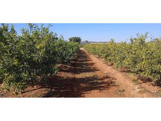 Propriété à Polígono 37 32. Venta finca mandarinos en picassent