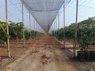 Rural plot in Albuñol. Finca con invernadero y cortijo