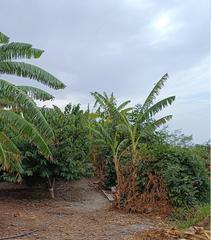 Fondo rustico in Motril  ciudad. Finca agricola motril
