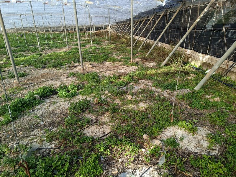 Foto 8a79c8cd-aafd-4fe1-87e8-9e6e98fe77b8. Finca rústica a Motril ciudad Motril