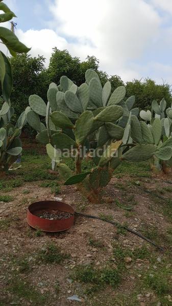 Foto 399e5701-c3bc-4157-a5f0-7ecc687bc311. Landgut in Los Tablones - La Garnatilla Motril