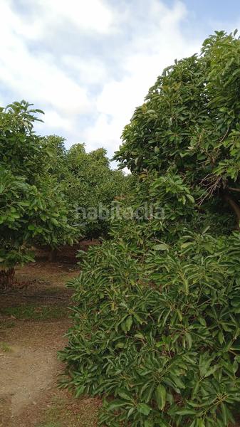 Foto 988077cb-fbfa-49bc-94e0-2095af026ea0. Landgut in Los Tablones - La Garnatilla Motril