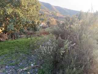 Finca rústica a Los Tablones - La Garnatilla. Finca en la garnatilla