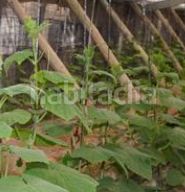 Foto ef11d69e-9302-460d-8162-cd4bc22596e0. Finca rústica a Los Tablones - La Garnatilla Motril