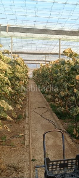 Foto 6ed77d80-5c46-4fee-a77f-19a6ffed045f. Finca rústica a Torrenueva Motril