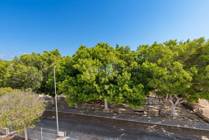 Foto 5537fb23-eff0-4f04-8821-502ac52b26a9. Maison dans Mil Palmeras Pilar de la Horadada