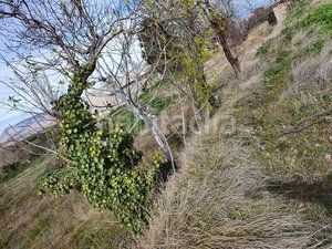 Foto 317d8563-2571-4440-87e5-7873ac1a754c. Casa amb piscina a Baza
