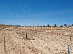 Foto 3074d557-7115-4ee2-b5ee-cd2bcc8dc501. Finca rústica a Cuevas del Campo