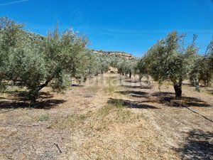 Foto 4c99172c-809d-4903-8dd7-bb1f0477d404. Finca rústica a Cuevas del Campo