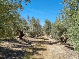 Foto 52faf89d-6a38-4c58-adfc-7767bb4a9c9b. Finca rústica a Cuevas del Campo
