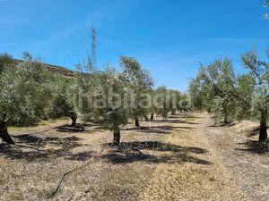 Foto 71373fa5-4dd8-4b05-875a-d2ae6d32b2a8. Finca rústica a Cuevas del Campo