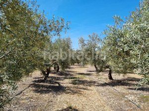 Foto 850242d0-7bf4-47d4-bf84-42e28e961f71. Finca rústica a Cuevas del Campo