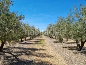 Foto 947a0dfe-fee5-4a68-b72f-9a74a710ef74. Finca rústica a Cuevas del Campo