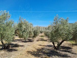 Foto db6d632e-e8fe-4624-bf9f-413ada103f22. Finca rústica a Cuevas del Campo
