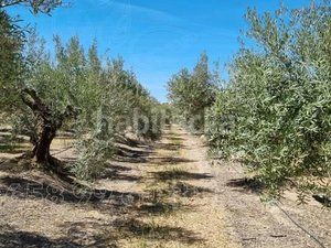 Foto e98fc723-daf6-49b1-85f1-e8a490716db6. Finca rústica a Cuevas del Campo