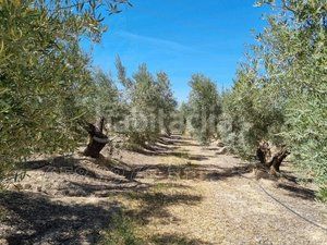 Foto f5af88fc-66f9-4dad-87c5-1f800985b9f8. Finca rústica a Cuevas del Campo