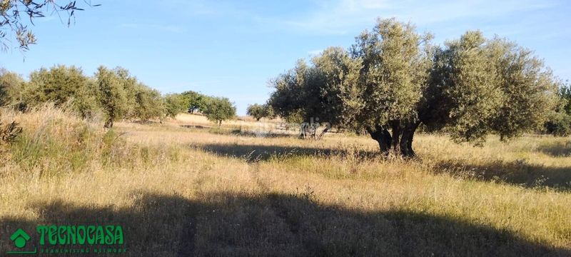 Foto f0345ca0-488c-4b47-8e43-a5b2888faee5. Finca rústica a Méntrida
