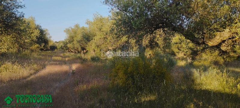 Foto 2761ad81-6009-46df-b7c8-f763ae90767a. Finca rústica a Méntrida