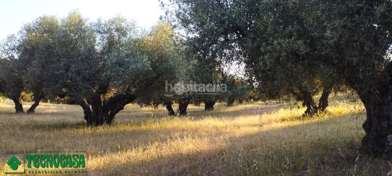 Foto 33f6e342-1730-4263-b0f9-18c8d6f8f74d. Finca rústica a Méntrida