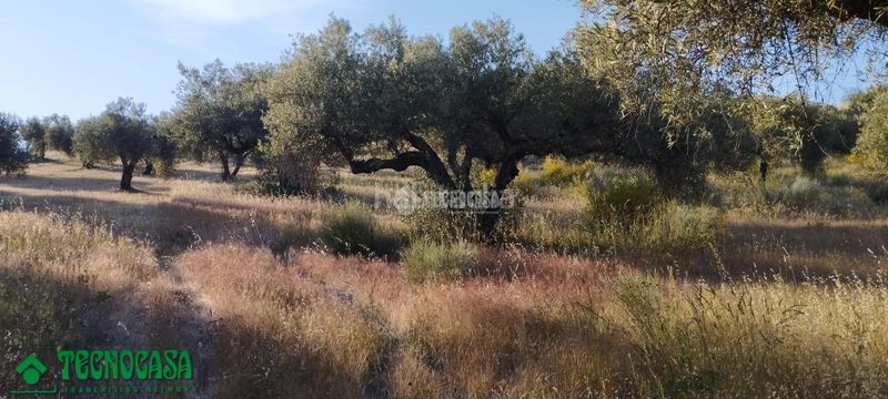 Foto 583402be-4367-455f-bd51-ee95b9e05cf9. Finca rústica a Méntrida