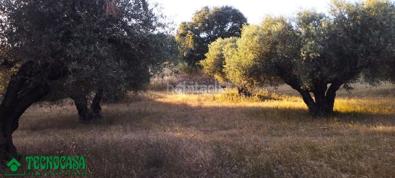 Foto c538d0d9-995f-41c1-93b2-3b4385be1eef. Finca rústica a Méntrida