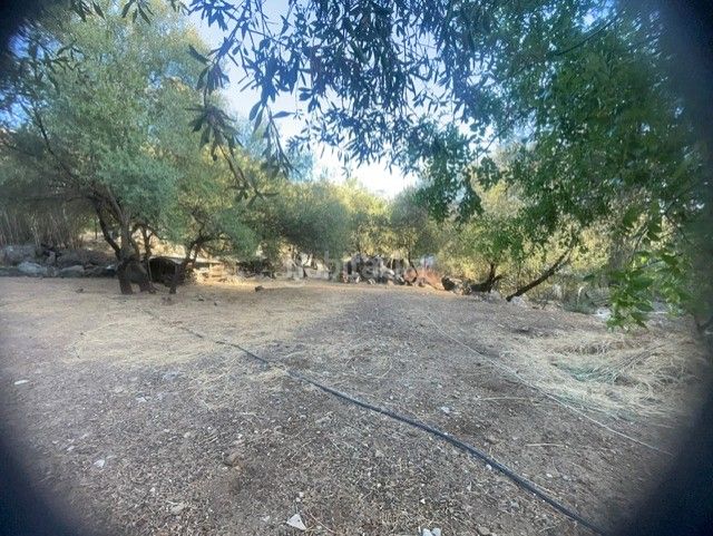 Foto e8b852e2-ada3-4be1-91ab-88c979b28bda. Finca rústica a Benaocaz