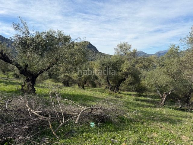 Foto f8895cdd-2b87-4c41-a425-8e8c5119eb52. Finca rústica a Ubrique
