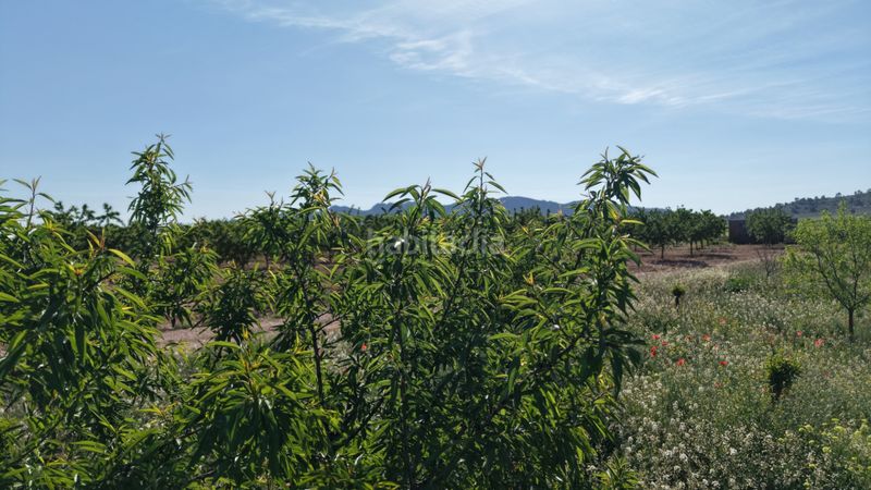 Foto ec610d9c-f28c-41a8-8f96-a45a44ab9773. Finca rústica terreno edificable en Yecla
