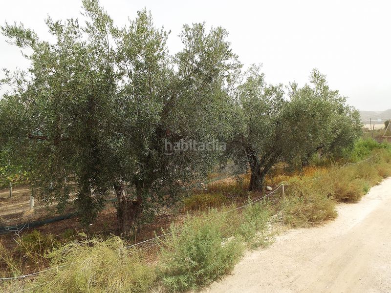 Foto 140ac688-63ac-4635-822f-6e5738ab71e0. Finca rústica a Monforte del Cid