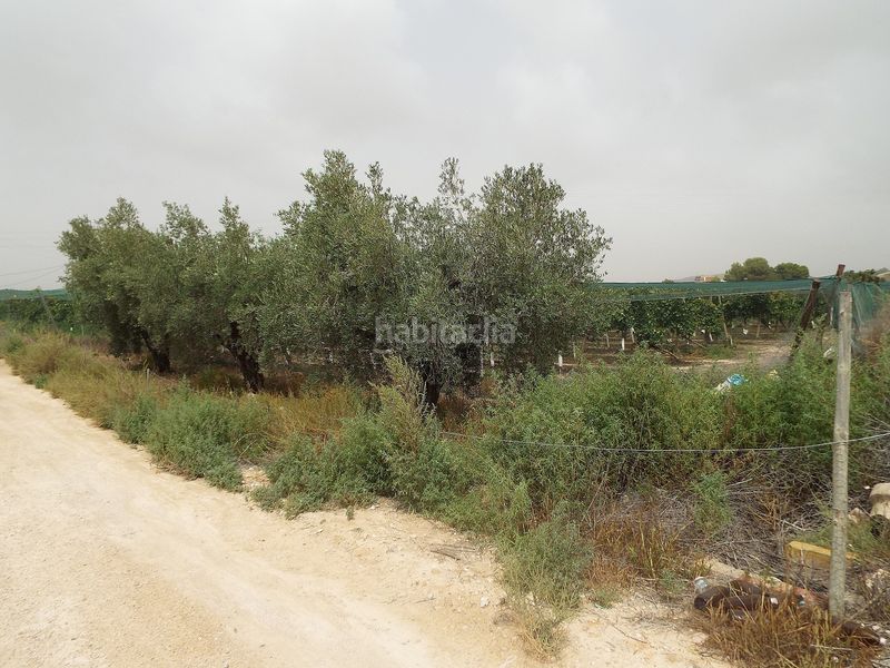 Foto 4ca01160-1753-4415-9d1d-808b090b8ec3. Finca rústica a Monforte del Cid