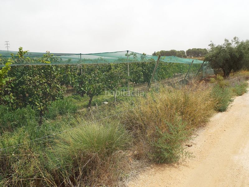 Foto 58b17dd6-8f3b-4516-a4b5-bae29b03546c. Finca rústica a Monforte del Cid