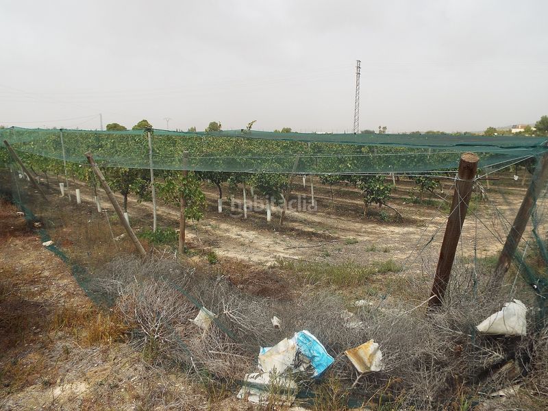 Foto aa6b0ec5-73b3-457f-85aa-616b81371c21. Finca rústica a Monforte del Cid