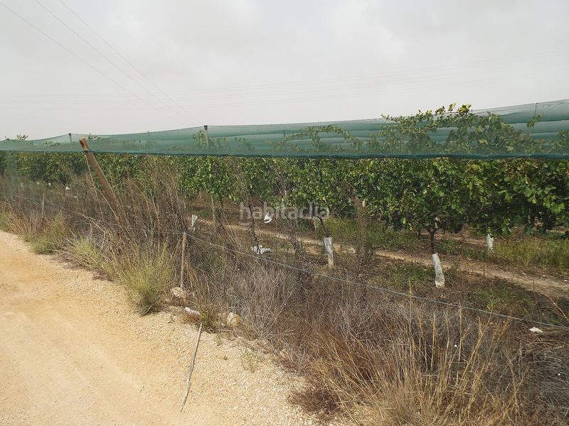 Foto d8bb5577-08da-46b8-a0b7-59c8b17bb5ad. Finca rústica a Monforte del Cid