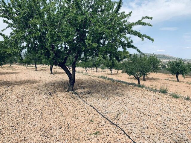 Foto 30b7088c-22cd-46b7-9803-f198ecaf10af. Finca rústica a Romana (la)