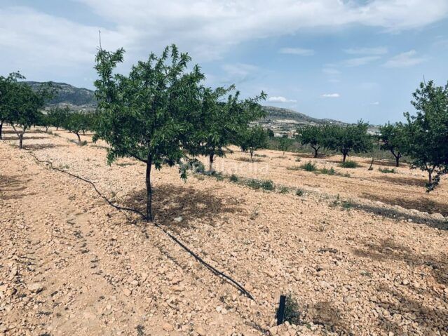 Foto 335ca373-00b3-4cdf-886b-674889ea19b9. Finca rústica a Romana (la)