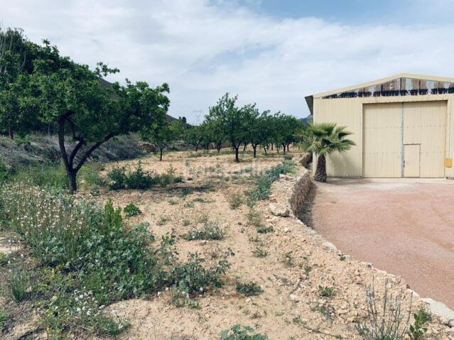 Foto a14ca4a5-59a9-4665-828b-f5726d16d465. Finca rústica a Romana (la)