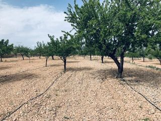 Finca rústica en Romana (la). Hermoso terreno en venta en la romana