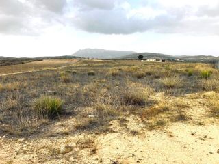 Rural plot in Jumilla. Bonita parcela en torre del rico