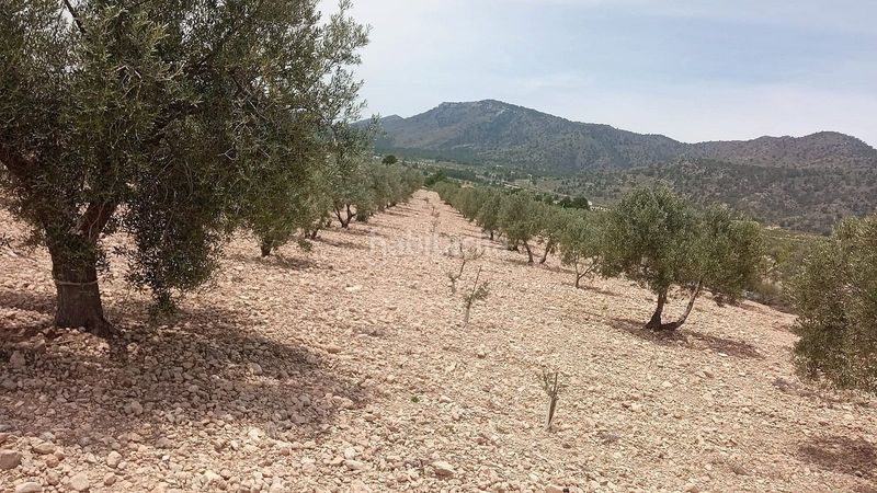 Foto a1bed203-82ce-4d68-b8bf-cc8c37b8ea9f. Finca rústica a Salinas