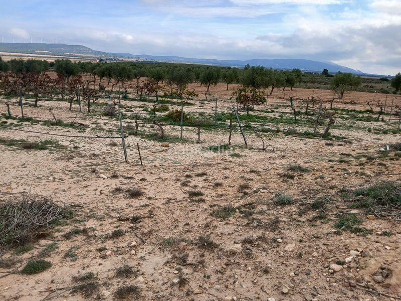 Foto 9aaa0f2f-dfa1-4d41-8c22-6646e1f9b287. Finca rústica a Yecla