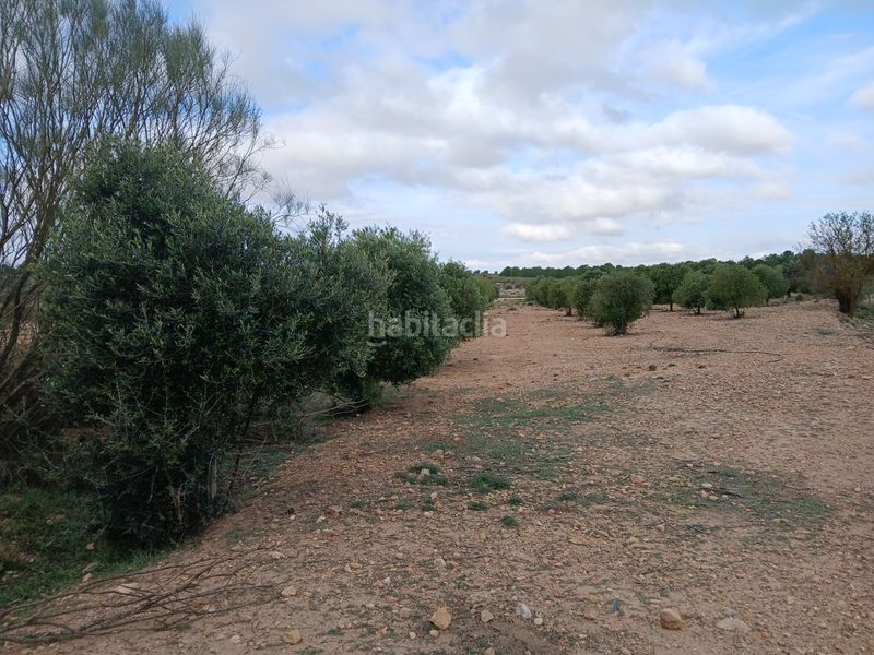 Foto a3db16cb-da9c-49fe-b93b-0cdc2d7a6c53. Finca rústica a Yecla