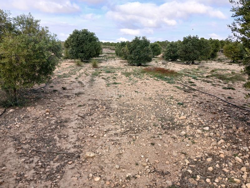 Foto ce4cbaee-9b5c-4d2c-9580-8238dbe01cef. Finca rústica a Yecla