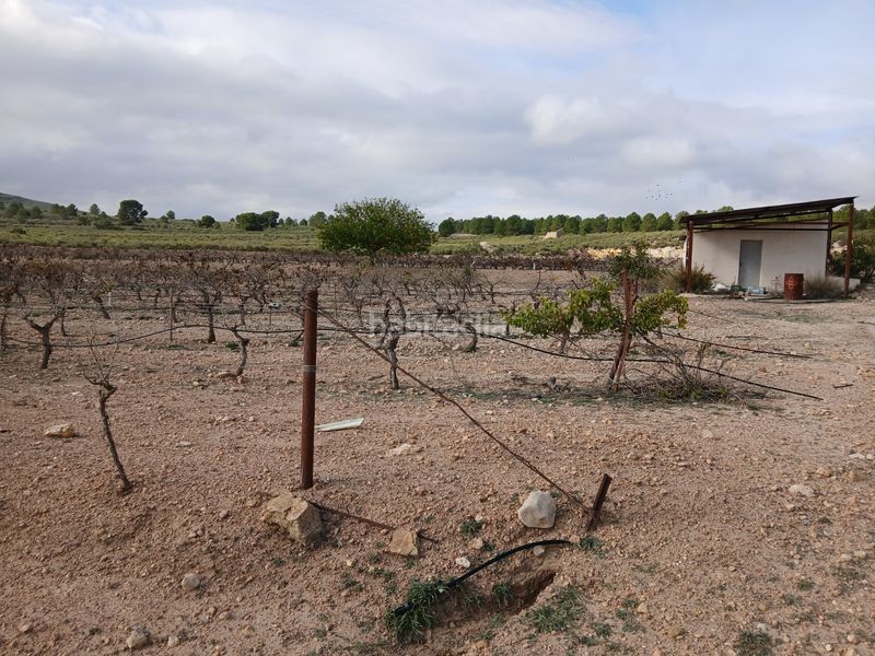 Foto 1843a0a3-efd1-4504-850a-10569e55446a. Finca rústica a Yecla