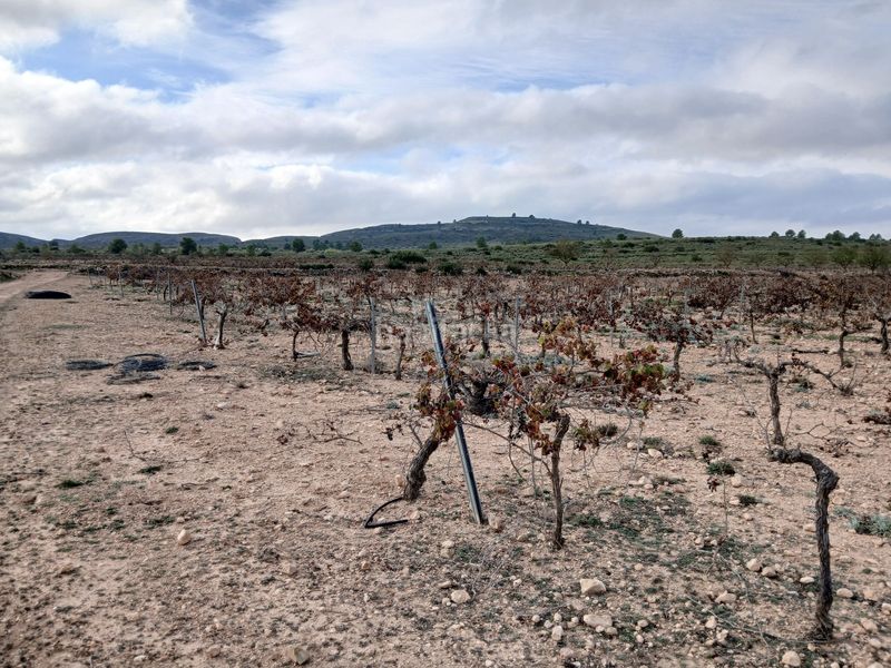 Foto df9628a1-4225-40e7-a6ca-4796710034d8. Finca rústica a Yecla