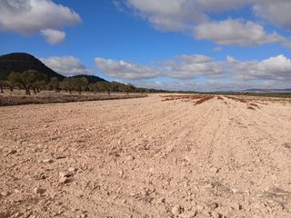 Fondo rustico in Yecla