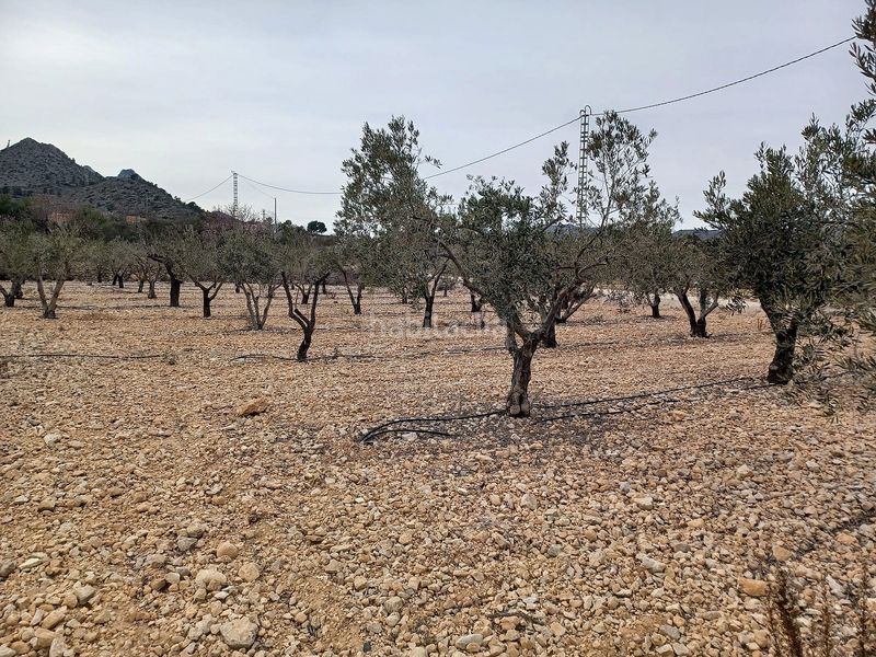 Foto 07625669-a1b9-4fc3-85a8-8e745b96cd11. Finca rústica a Romana (la)