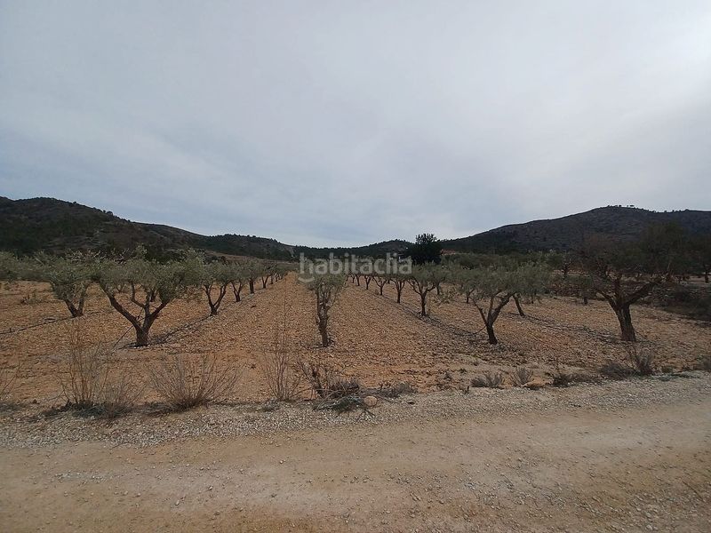 Foto 904be885-0052-4e99-937d-a810f7a95803. Finca rústica a Romana (la)