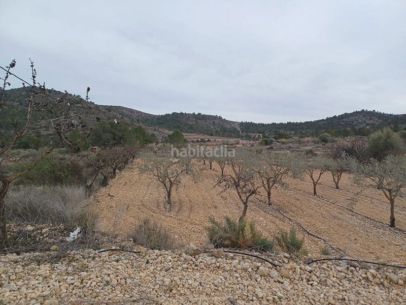 Foto cadd5da9-bdcf-4a8f-a9a9-bb17a1d48195. Finca rústica a Romana (la)